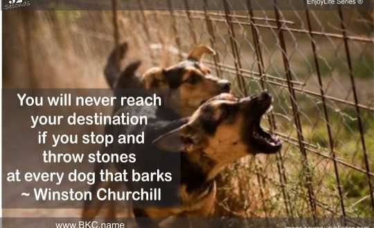 Let the Dogs Bark