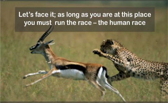 the race - cheetah chases a deer