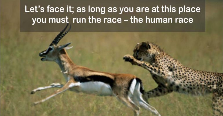 the race - cheetah chases a deer